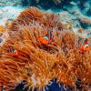 Phi Phi islands 22