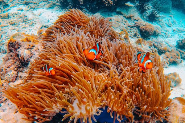 Phi Phi islands 22