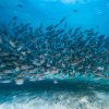 Phi Phi islands 26
